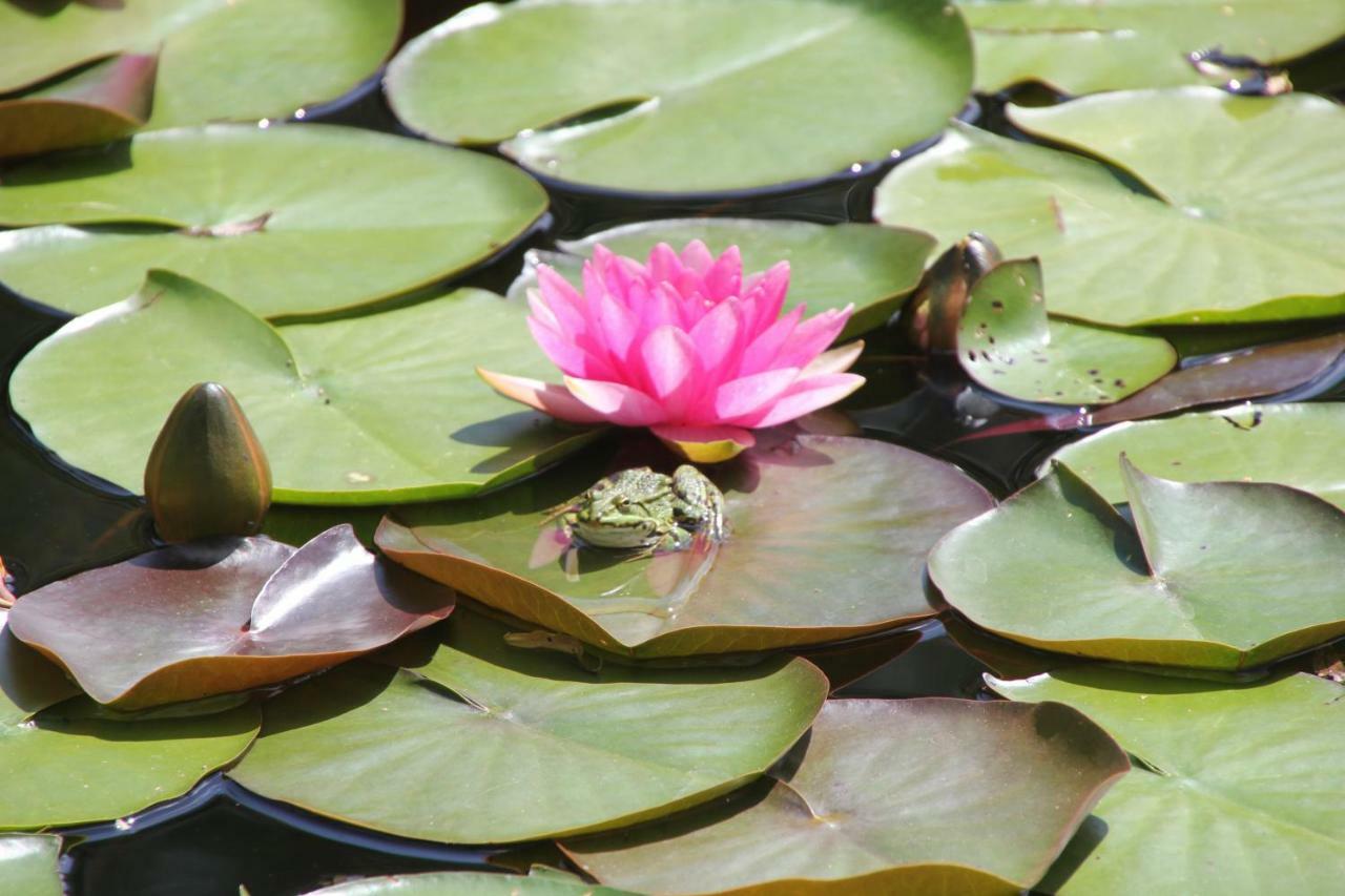 Fewo - Wohlfuehlambiente & Gartenparadies Modautal Buitenkant foto